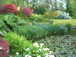 Pond - Spring Iris